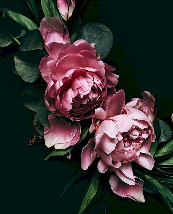 Tranh canvas hoa mẫu đơn đỏ hồng trên nền đen