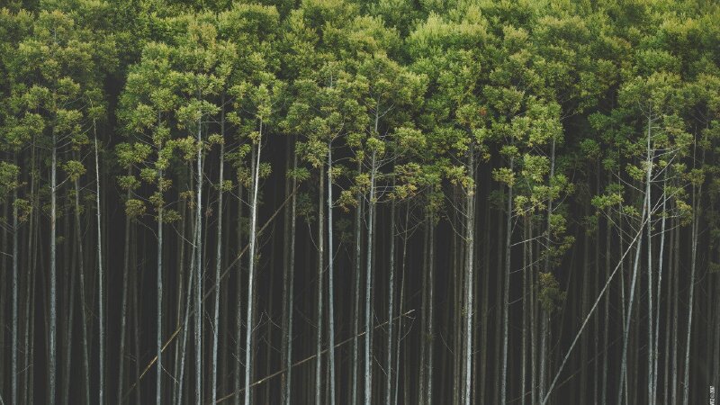 Tranh dán tường rừng cây xanh đẹp 