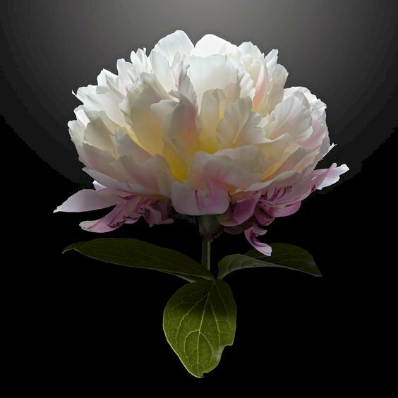 Tranh canvas hoa mẫu đơn trắng nở rực rỡ