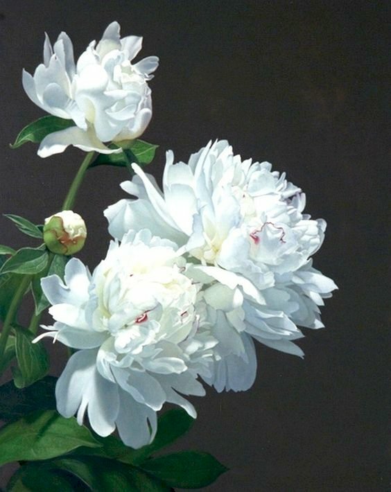 Tranh canvas hoa mẫu đơn trắng tinh khôi 