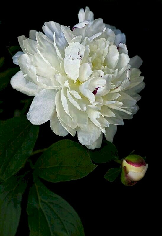 Tranh canvas hoa mẫu đơn trắng tinh khôi 