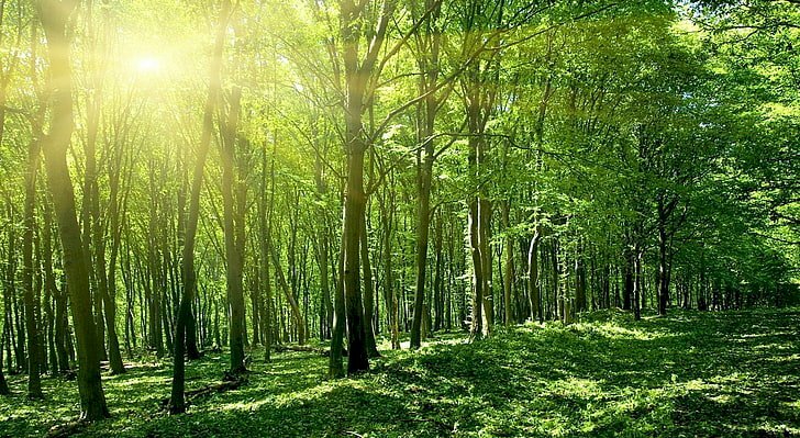 Tranh dán tường rừng cây xanh trong lành 