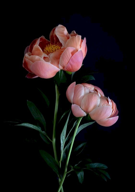 Tranh canvas hoa mẫu đơn hồng trên nền đen đẹp nhất 