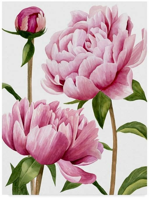 Tranh canvas hoa mẫu đơn hồng dịu nhẹ, e ấp như thiếu nữ mới lớn