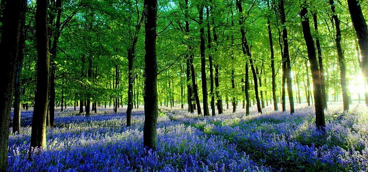 Tranh dán tường cây xanh giữa những bông hoa lavender màu tím