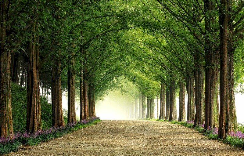 Tranh dán tường hàng cây xanh thẳng tắp có con đường đi giữa