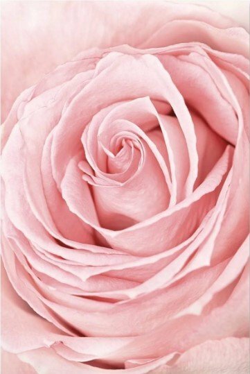 Tranh canvas hoa hồng phóng to treo tường trang trí phòng khách tuyệt đẹp