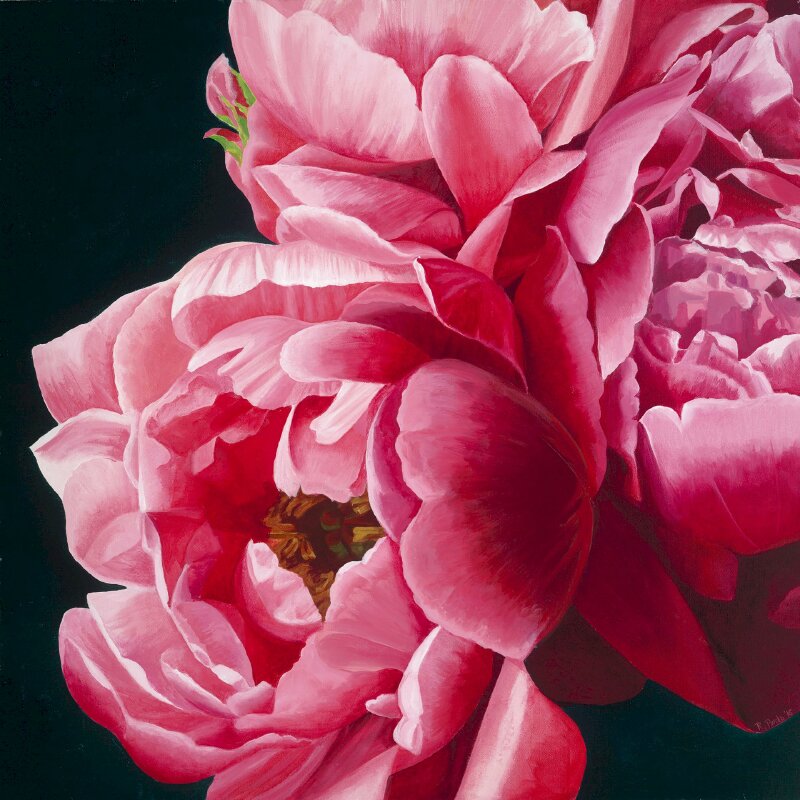 Tranh hoa mẫu đơn trên nền đen in tranh canvas treo tường đẹp sang trọng