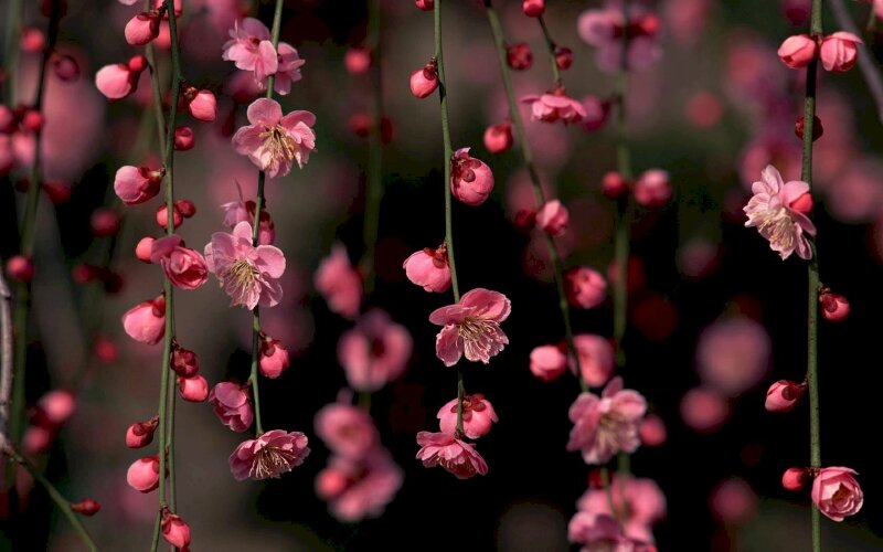 Tranh canvas hoa đào ngày Tết cực nét