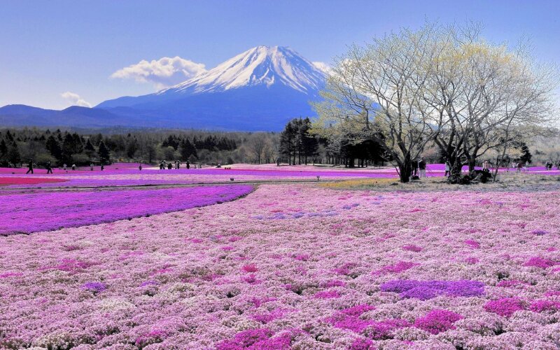 Bộ tranh canvas phong cảnh Nhật Bản được chụp từ đồi hoa tím lãng mạng