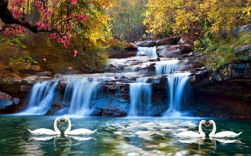 Tranh dán tường phong cảnh thác nước hồ thiên nga lãng mạng