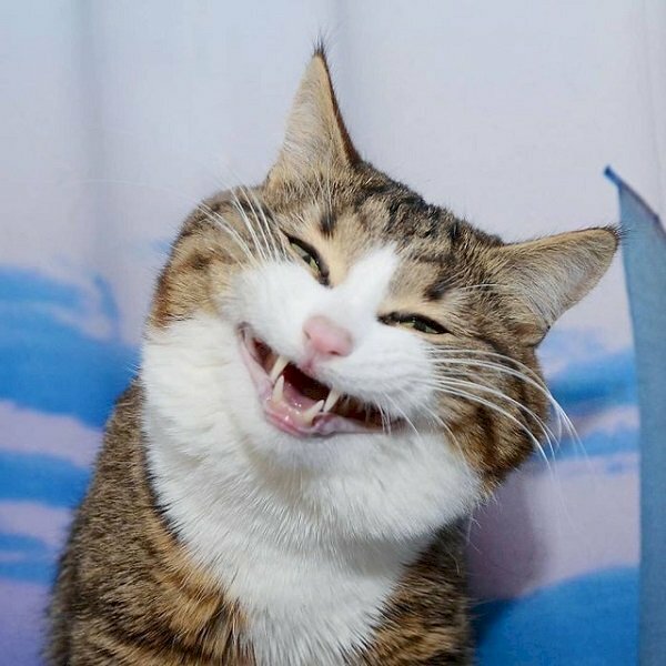 101 mẫu meme mèo cười dễ thương, hài hước tải miễn phí