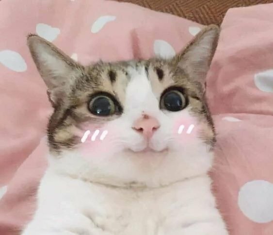 Meme mèo cute cười đẹp nhất