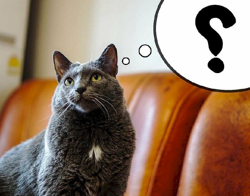 Meme mèo đen hỏi chấm tuyệt đẹp