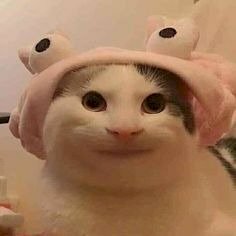 Mèo cười meme siêu bựa