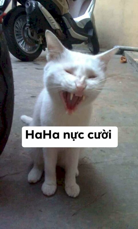 Top 101 Ảnh Meme Mèo Bựa Hài Hước, Cute Tải Xuống Miễn Phí