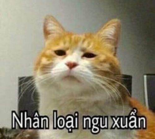 Ảnh meme mèo bựa troll với biểu cảm vui nhộn 