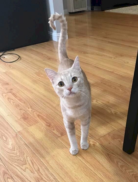 Ảnh mèo hỏi chấm với chiếc đuôi cong dựng thẳng đứng hình dấu chấm hỏi