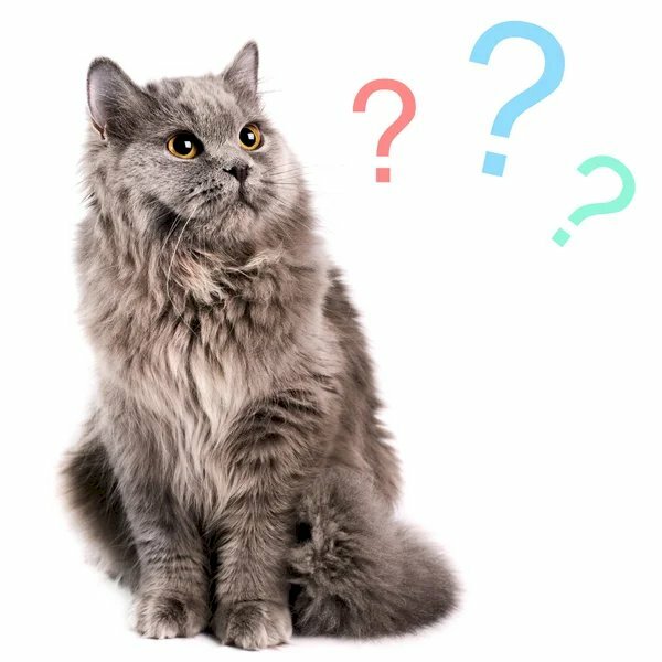 Meme mèo chấm hỏi đẹp nhất