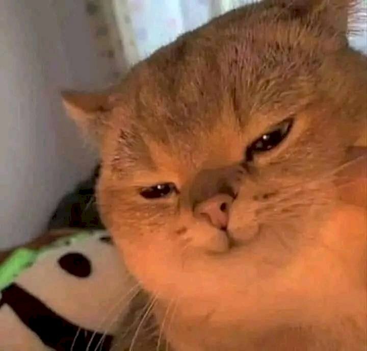 Meme mèo cười đểu nham hiểm