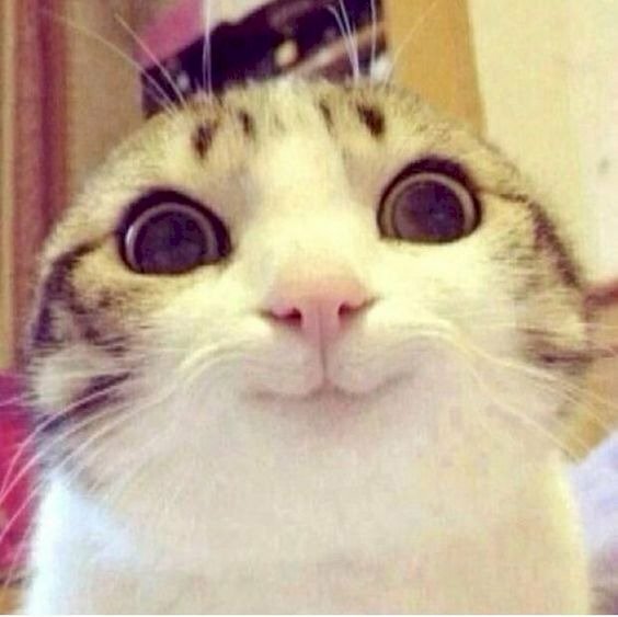 Meme mèo cười mỉm cực cute và hề