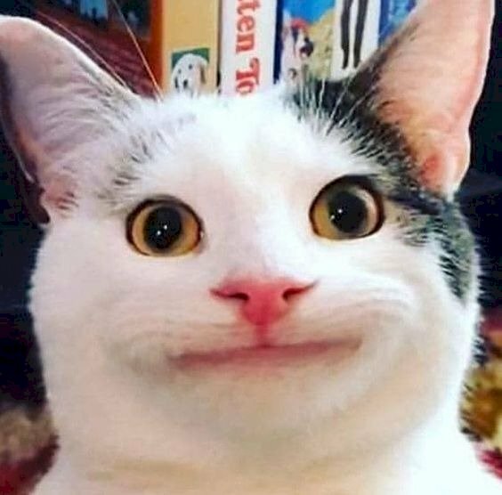 Meme mèo cười siêu cực hài