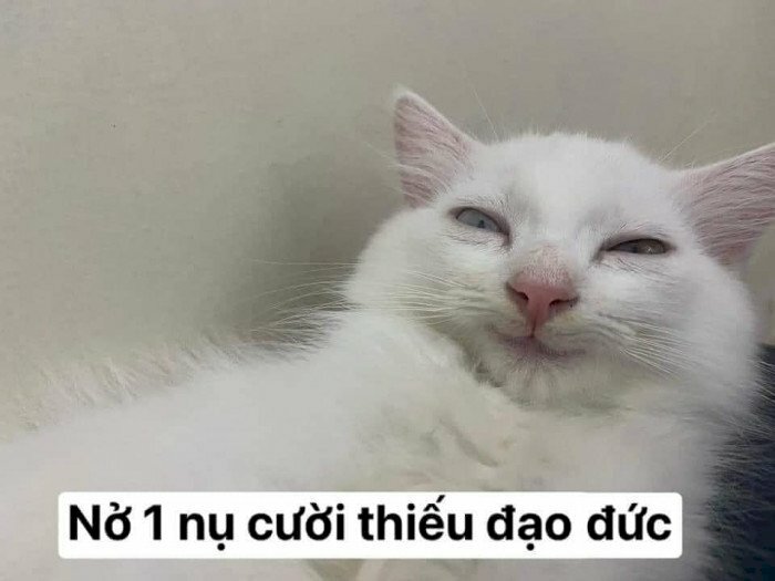 Meme mèo cười đều thiếu đạo đức