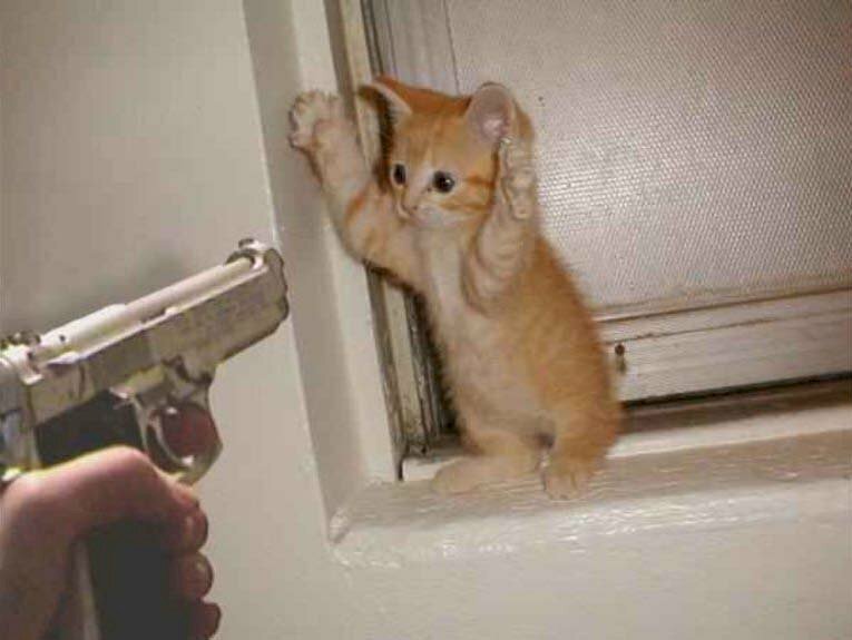 Ảnh meme mèo con cái giơ tay đầu sản phẩm khi sở hữu súng chìa vô mình