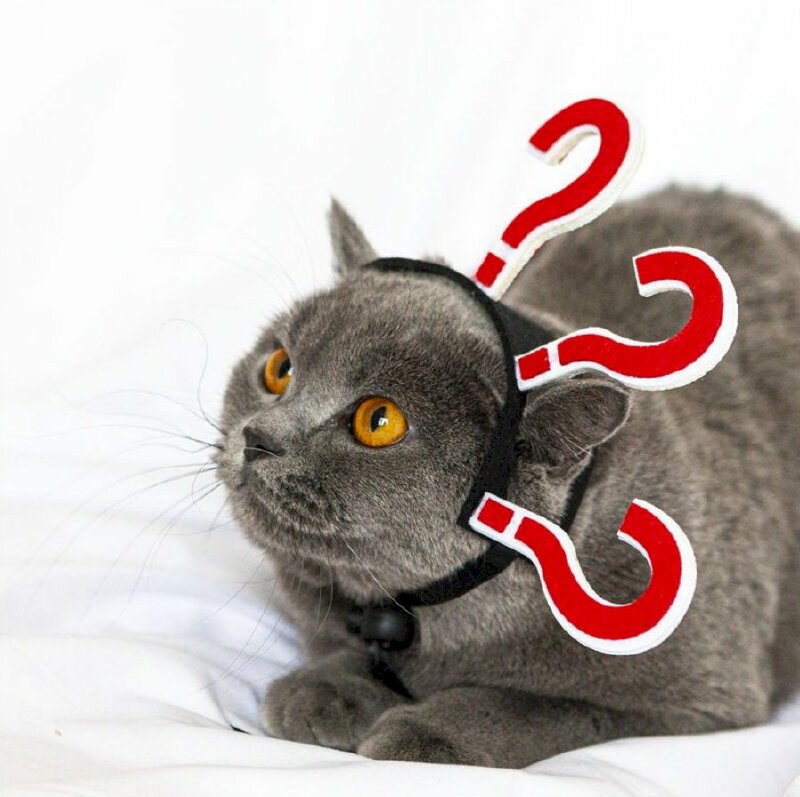 Ảnh mèo đen mang dấu hỏi chấm trên đầu