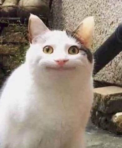 Meme mèo cười hài nhất