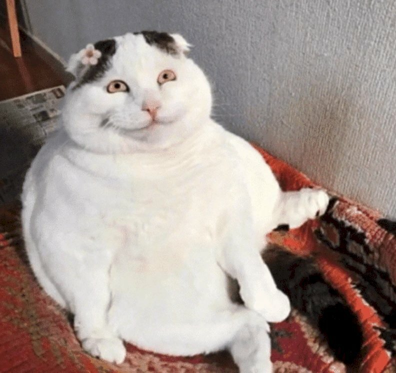 Meme mèo cười nham nhở