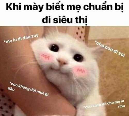 Ảnh meme mèo bựa đáng yêu lúc biết u chuồn khu chợ 