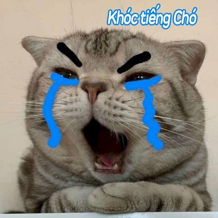 Ảnh meme mèo bựa dễ thương khóc giờ đồng hồ chó