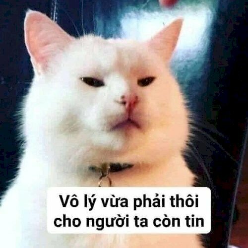 Ảnh meme mèo bựa chế Vô lý một vừa hai phải nên thôi cho tất cả những người tớ còn tin cậy 