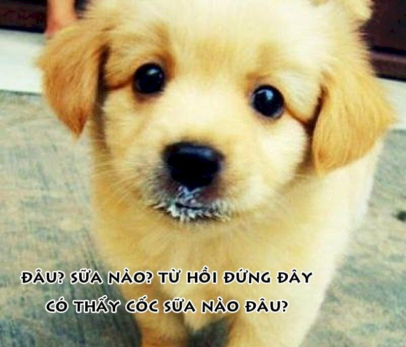 Ảnh chó hài hước ăn vụng và dòng chữ dễ thương
