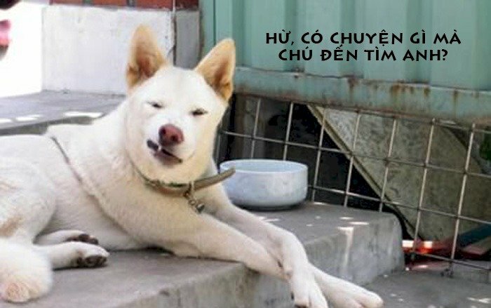 Ảnh chó có chữ cực hài