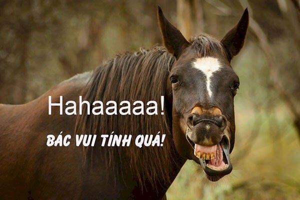 Ảnh chú ngựa cute hài hước và dòng chữ vui