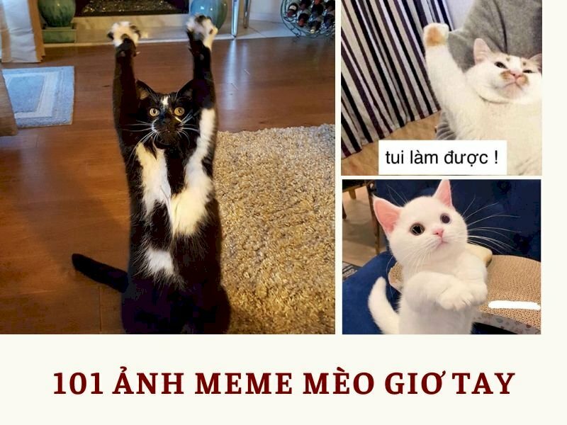 99 Ảnh Meme Mèo Hài Hước Cute Mèo Bựa Lầy