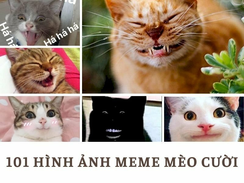 meme mèo cười - Inkythuatso