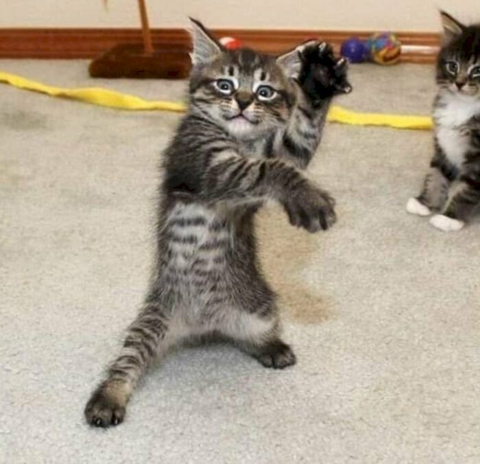 Hình ảnh meme mèo hài hước bá đạo đi đường quyền