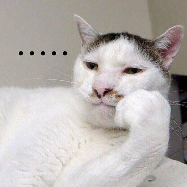 Ảnh meme mèo hài hước đang nằm suy nghĩ hoài không ra