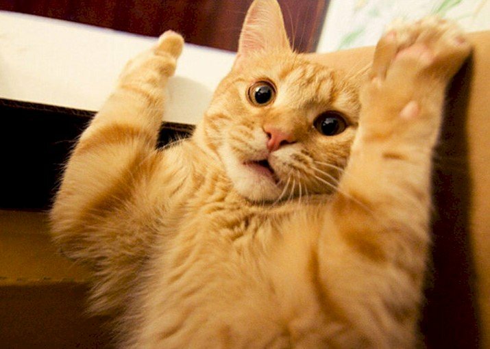 Hình ảnh meme mèo hài hước cute giơ tay đầu hàng