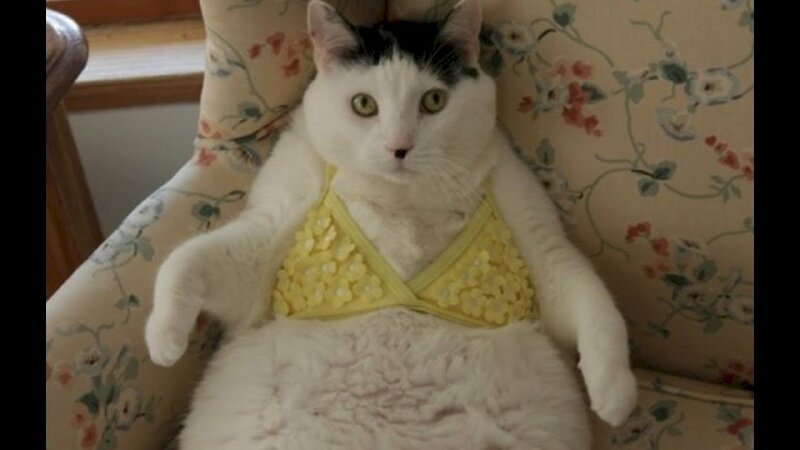 Meme mèo hài hước cute mặc áo ngực