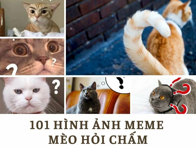 101 mẫu hình ảnh meme mèo hỏi chấm hài hước, cute, tải miễn phí