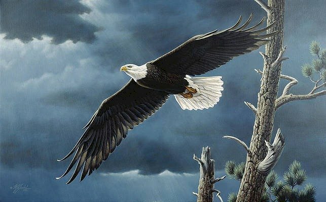 Tranh đại bàng tung cánh đơn giản, đẹp