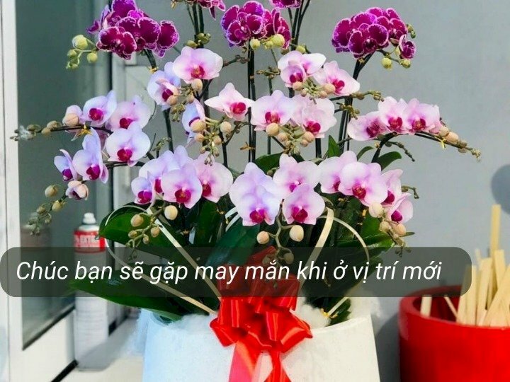 Hình ảnh chậu hoa lan đẹp, sang trọng mừng thăng chức