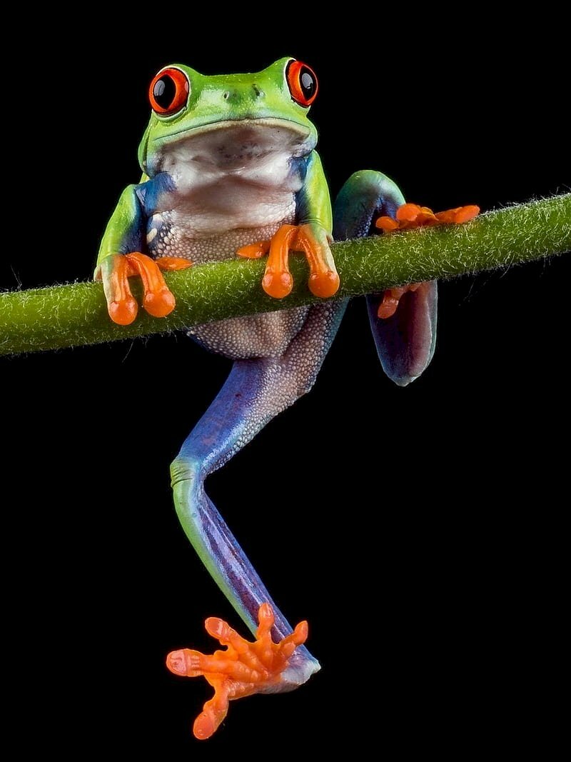 Tổng hợp hơn 54 về hình nền con ếch cute hay nhất - cdgdbentre.edu.vn