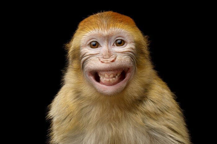 Bạn sẽ bị thu hút bởi những hình ảnh con khỉ hoạt hình đáng yêu, sẽ khiến bạn nhớ đến tuổi thơ và bao kỷ niệm vui vẻ.