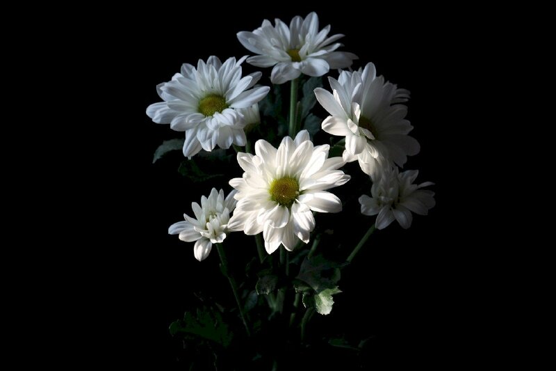 Bị hớp hồn bởi sắc trắng tinh khôi của cúc dại mẹ đảm thử tài với 1001 cách cắm hoa tô điểm phòng khách thêm nên thơ lãng mạn