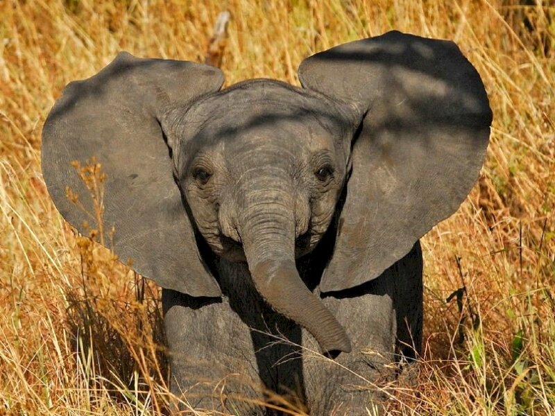 Hình hình ảnh con cái voi con cái đùa giỡn bên trên cánh đồng bên dưới nắng nóng vàng